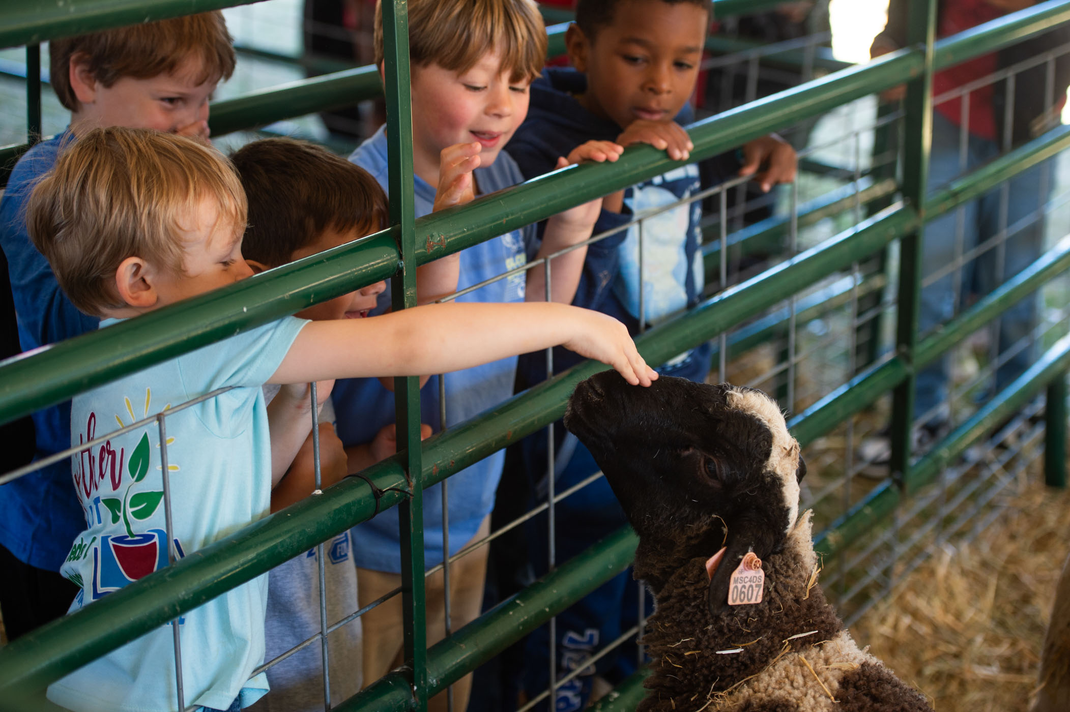Local Starkville students interact with sheep during Friday&#039;s [April 5] ֱ College of Veterinary Medicine Open House. Traditionally occurring during the first weekend of April, the annual two-day event offers a unique educational opportunity for the community to learn about animal care and the vital role of veterinary medicine.